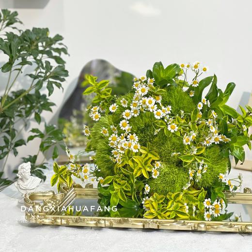 【麻园诗人】绿毛球8 洋甘菊5 青叶梅3 金边黄杨3 （王嘻嘻设计） 商品图6