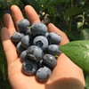 丨有机丨泊里蓝莓 基地现摘发货  蓝莓老爹16年的坚持 商品缩略图1