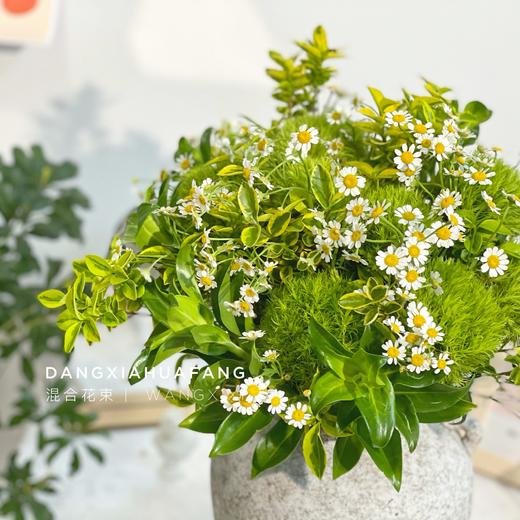 【麻园诗人】绿毛球8 洋甘菊5 青叶梅3 金边黄杨3 （王嘻嘻设计） 商品图5