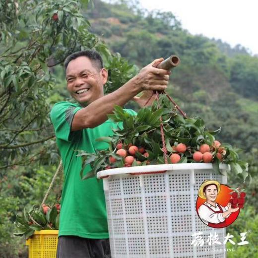 时令水果 白糖罂荔枝 每箱5斤装起 包邮 商品图2