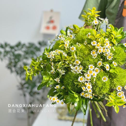 【麻园诗人】绿毛球8 洋甘菊5 青叶梅3 金边黄杨3 （王嘻嘻设计） 商品图4