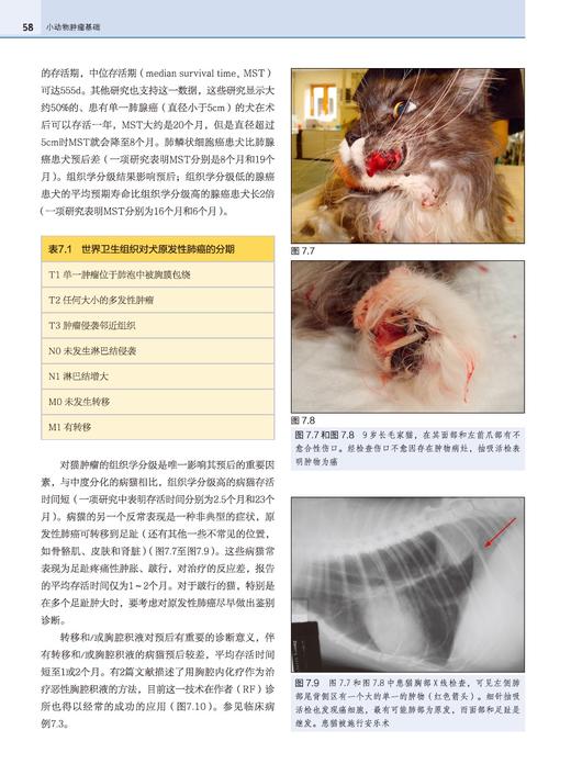 小动物肿瘤基础 商品图3