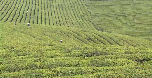 2023慢城老树新茶 商品图4