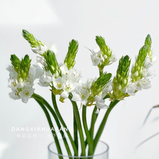 【店主现货·白色雀梅】10支/扎 长约60-70cm 商品图0