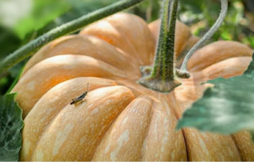  南瓜子还有这么多好处！早知道每天都吃了！ 