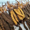 【再送一根】可溯源青海果洛新鲜冬虫夏草  精品货（排单发货，假一赔十，拒绝“水洗草” “种植草" "断草" "黑草"  “造假牙签草） 商品缩略图13