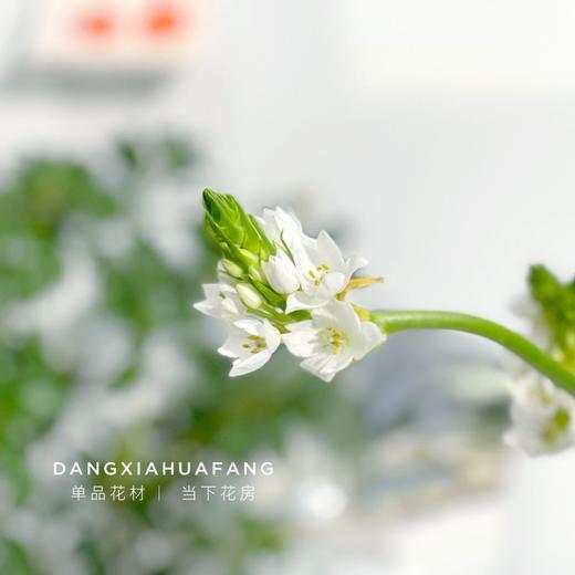 【店主现货·白色雀梅】10支/扎 长约60-70cm 商品图5