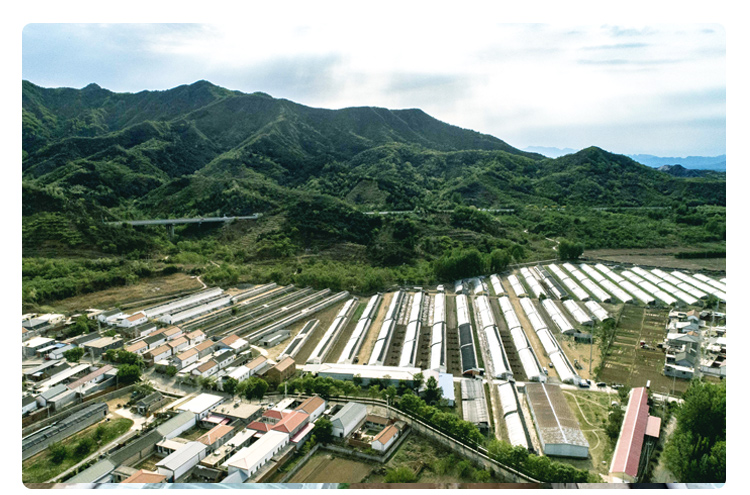 密云北庄蜗牛小镇 园区自种 鲜嫩小油菜 现摘现发300g