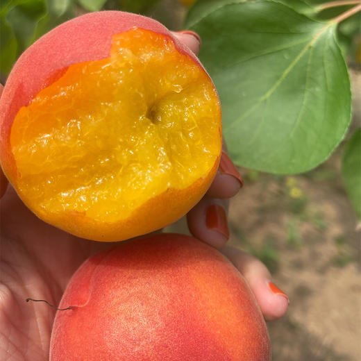 【阳光精选】陕西胭脂红杏 贵妃杏子 玫瑰大黄杏 新鲜孕妇水果4斤装 商品图2