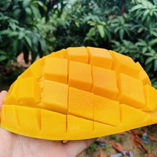 海南老树金煌芒 5/8斤装 商品图2