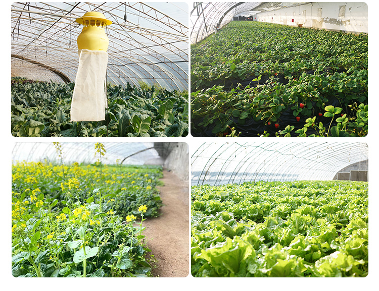 密云北庄蜗牛小镇 园区自种 鲜嫩小油菜 现摘现发300g