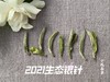 2021有机白毫银针，一款温柔得极具大师风格的茶，如温香软玉一般（50克罐装） 商品缩略图5