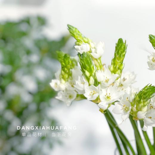 【店主现货·白色雀梅】10支/扎 长约60-70cm 商品图1