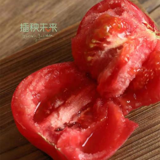 【已下架】72小时发货 | 好柿光新疆沙瓤西红柿5斤装  皮薄光滑沙瓤多汁甜中带酸 [福利品] 商品图0