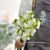 【店主现货·白色雀梅】10支/扎 长约60-70cm 商品缩略图4