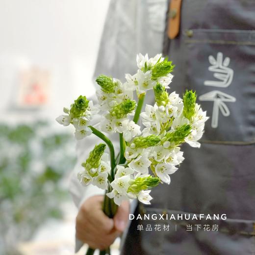 【店主现货·白色雀梅】10支/扎 长约60-70cm 商品图4