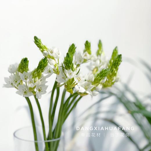 【店主现货·白色雀梅】10支/扎 长约60-70cm 商品图3