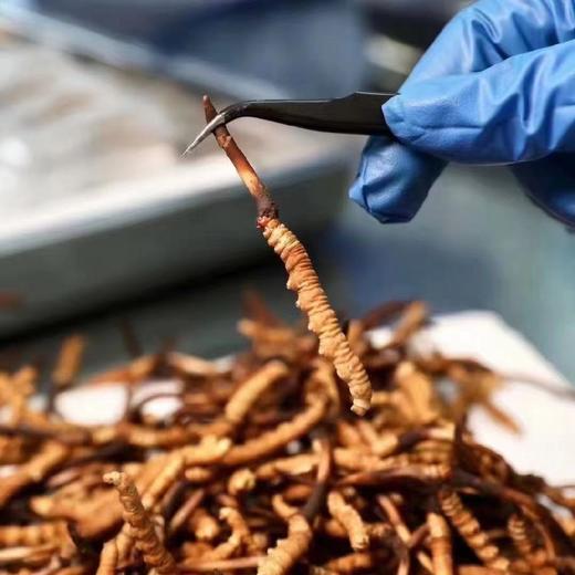 【再送一根】可溯源青海果洛新鲜冬虫夏草  精品货（排单发货，假一赔十，拒绝“水洗草” “种植草" "断草" "黑草"  “造假牙签草） 商品图6