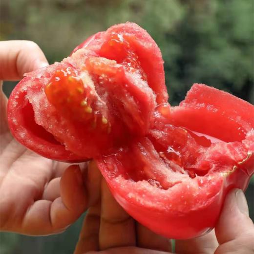 【已下架】72小时发货 | 好柿光新疆沙瓤西红柿5斤装  皮薄光滑沙瓤多汁甜中带酸 [福利品] 商品图4