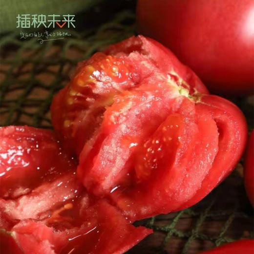 【已下架】72小时发货 | 好柿光新疆沙瓤西红柿5斤装  皮薄光滑沙瓤多汁甜中带酸 [福利品] 商品图3