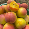 【阳光精选】陕西胭脂红杏 贵妃杏子 玫瑰大黄杏 新鲜孕妇水果4斤装 商品缩略图1