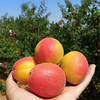 【阳光精选】陕西胭脂红杏 贵妃杏子 玫瑰大黄杏 新鲜孕妇水果4斤装 商品缩略图0