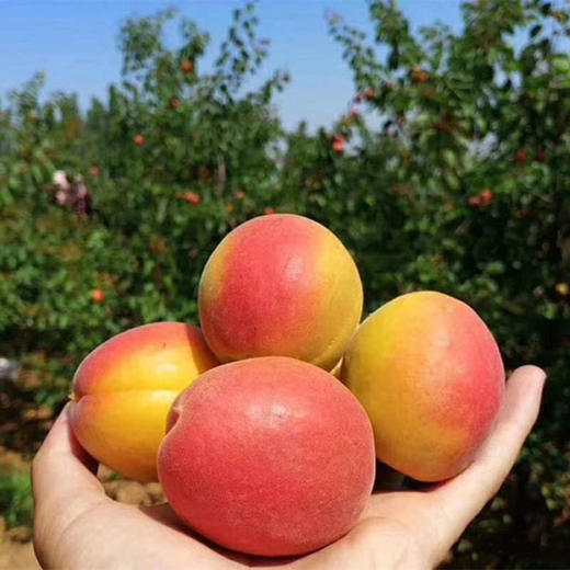 【阳光精选】陕西胭脂红杏 贵妃杏子 玫瑰大黄杏 新鲜孕妇水果4斤装 商品图0