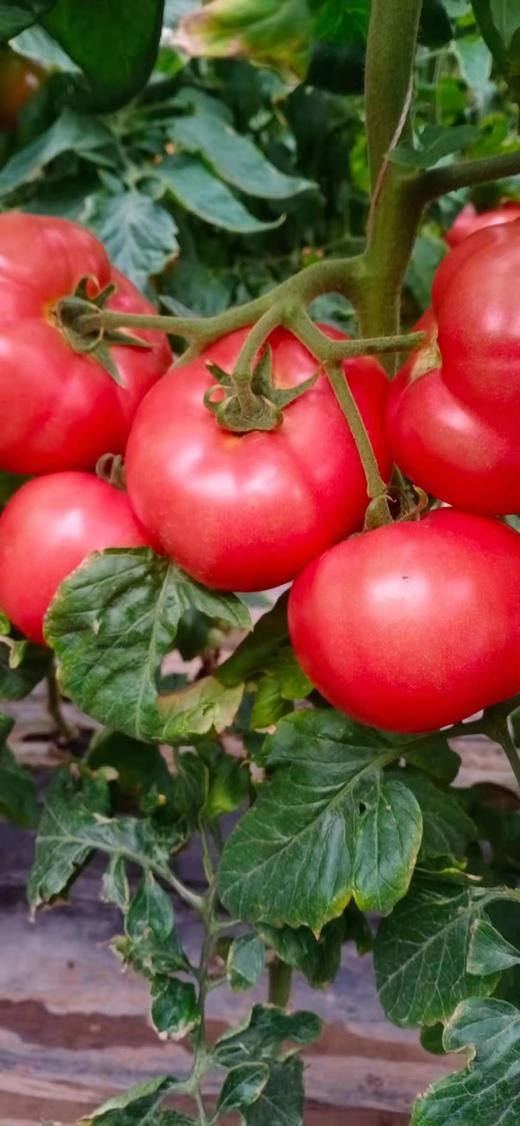 番茄黄皮、果不亮、筋腐病的防治 商品图0