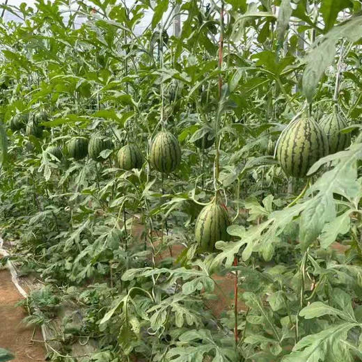 山东吊藤手撕西瓜、皮薄肉脆、水分多、果皮薄脆，可以用手直接撕着吃、果肉酥脆爆汁、脆甜爽口、糖度13+远超其他品种 商品图2