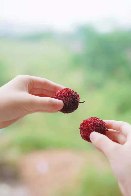 浮宫东魁杨梅精品大果当季新鲜水果现摘现发3斤装顺丰空运 商品图3