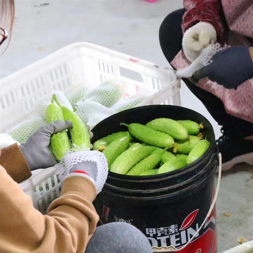 山东海阳白玉黄瓜、清脆爽口、脆嫩新鲜 商品图4