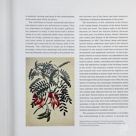 【中商原版】植物志 英文原版 Flora: An Artistic Voyage Through the World of Plants Natural History Museum 商品图6