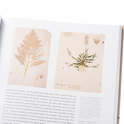【中商原版】植物志 英文原版 Flora: An Artistic Voyage Through the World of Plants Natural History Museum 商品图3