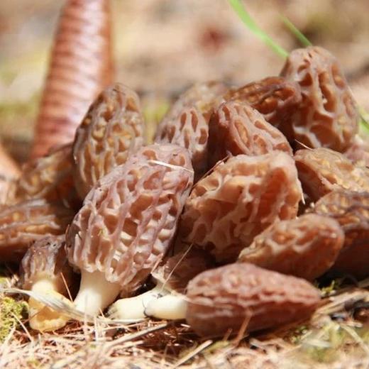 野生羊肚菌|深山采集|阿坝小金顺丰空运 商品图1