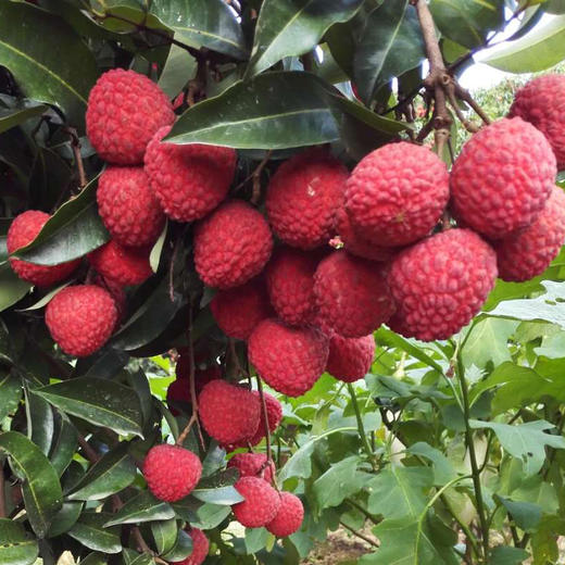 【工商联荔枝专区】广东省外包邮10斤装 从化井岗红糯荔枝 商品图3