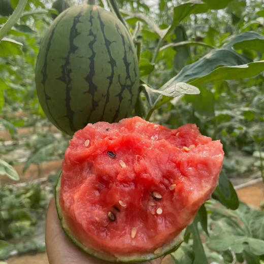 山东吊藤手撕西瓜、皮薄肉脆、水分多、果皮薄脆，可以用手直接撕着吃、果肉酥脆爆汁、脆甜爽口、糖度13+远超其他品种 商品图0