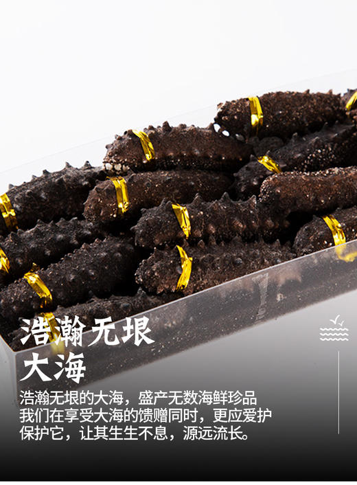 海朴大连底播干海参藏珑50g 商品图3