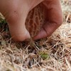 野生羊肚菌|深山采集|阿坝小金顺丰空运 商品缩略图2