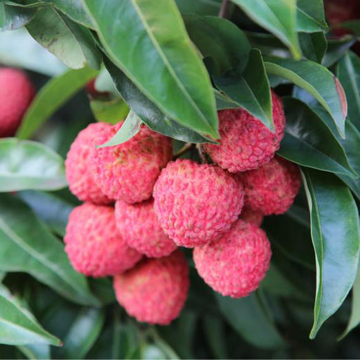 【工商联荔枝专区】广东省内包邮 3斤装 从化井岗红糯荔枝 商品图0