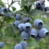 【顺丰空运】云南高原露天蓝莓，爽口多汁，营养丰富、富含花青素及维生素，水灵饱满，多汁清甜 商品缩略图6