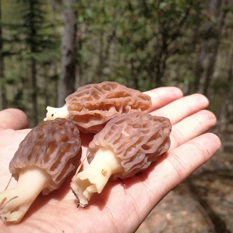 野生羊肚菌|深山采集|阿坝小金顺丰空运