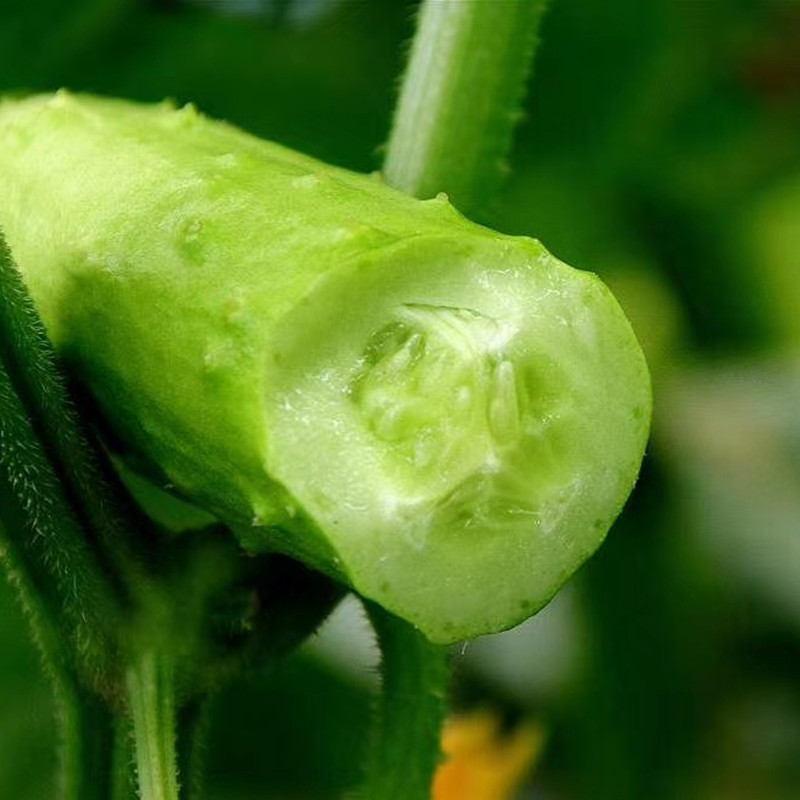 山东海阳白玉黄瓜、清脆爽口、脆嫩新鲜