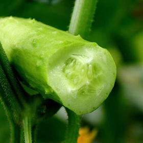 山东海阳白玉黄瓜、清脆爽口、脆嫩新鲜