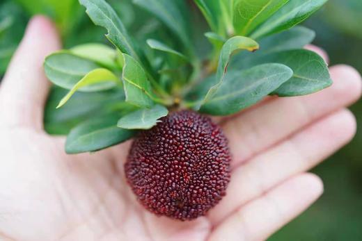 浮宫东魁杨梅精品大果当季新鲜水果现摘现发3斤装顺丰空运 商品图2