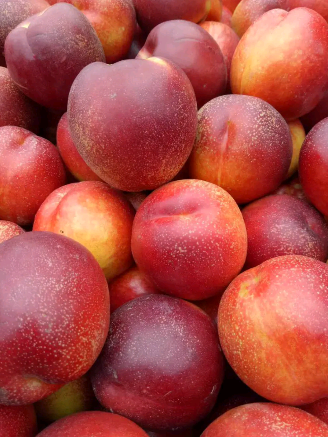 臻碧乡 蒙阴红油桃丨脆甜多汁 果肉饱满丨3斤 4斤礼盒装