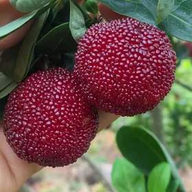 浮宫东魁杨梅精品大果当季新鲜水果现摘现发3斤装顺丰空运