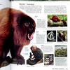 【中商原版】进化：人类的故事（第2版）英文原版 Evolution Human Story Alice Roberts DK自然科学书籍 精装 商品缩略图5