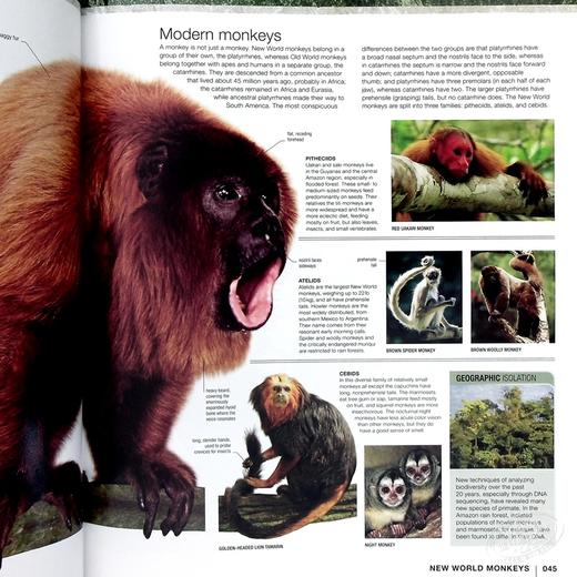 【中商原版】进化：人类的故事（第2版）英文原版 Evolution Human Story Alice Roberts DK自然科学书籍 精装 商品图5