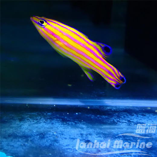 美国甜心狐 商品图3