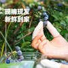 预售蓝莓鲜果1000g 顺丰装 现摘现发 精选大果 8盒装有机蓝莓 顺丰包邮超级鲜 商品缩略图4